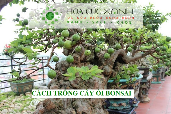 Cách trồng cây ổi bonsai