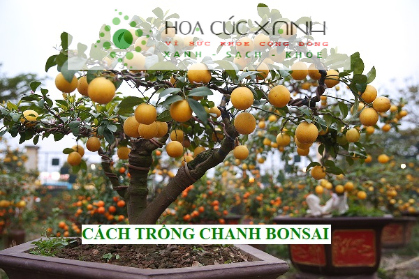 Cách trồng chanh bonsai