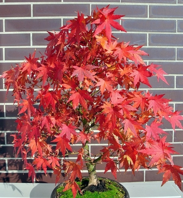 Cây phong lá đỏ Bonsai mini