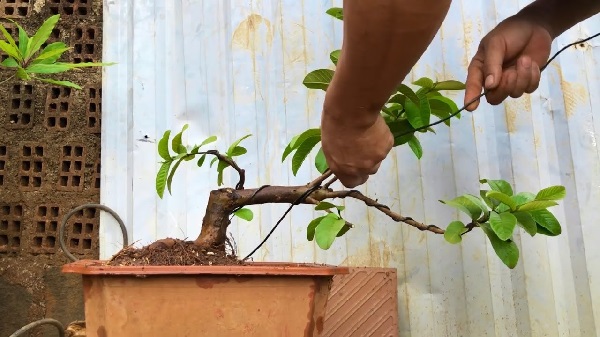 Chăm sóc cây ổi bonsai sau khi trồng