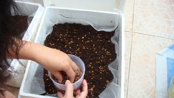 Chuẩn bị trồng rau muống nước trong thùng xốp