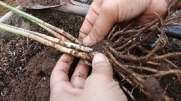 Chuẩn bị trước khi trồng măng tây