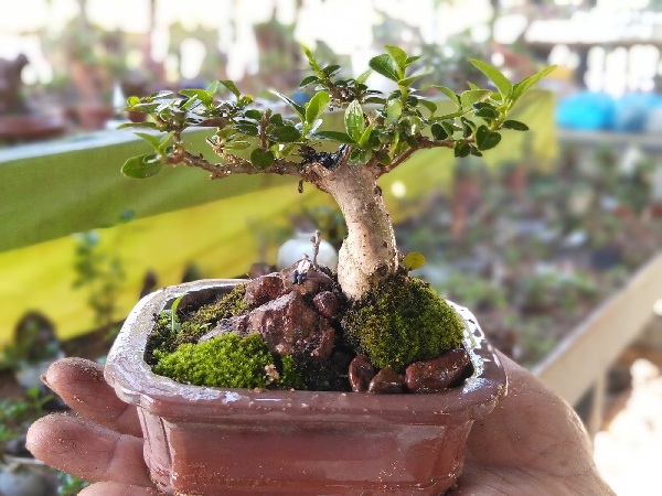 Đặc điểm và lợi ích của cây bonsai mini để bàn