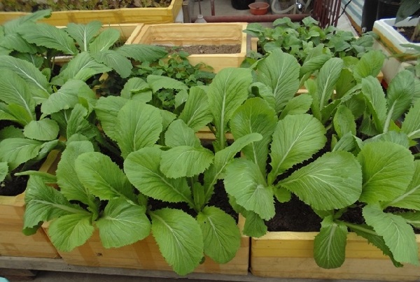 Lợi ích của việc trồng cải bẹ xanh trong thùng xốp