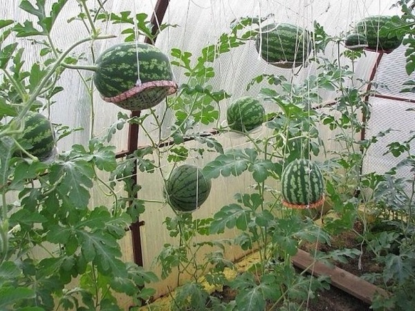 Lợi ích của việc trồng dưa hấu tại nhà
