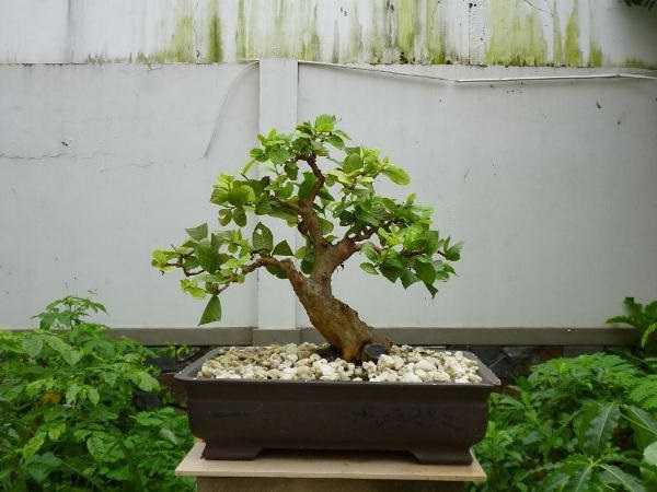 Những loại ổi thích hợp cho bonsai