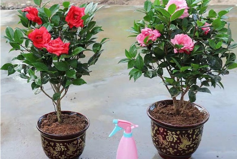 Cách trồng và chăm sóc cây hoa trà my trong chậu ra hoa đúng tết