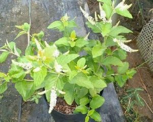 Cây bạch trầm hương trồng chậu