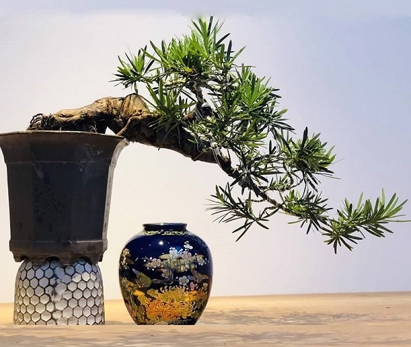 Cây tùng la hán bonsai đặt trong nhà