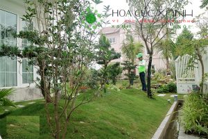 Dịch vụ chăm sóc cây xanh, bảo dưỡng cảnh quan khu biệt thự