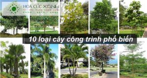 Các loại cây xanh công trình đẹp hiện nay