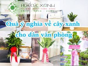 Giới thiệu quà tặng cây xanh ý nghĩa cho đồng nghiệp